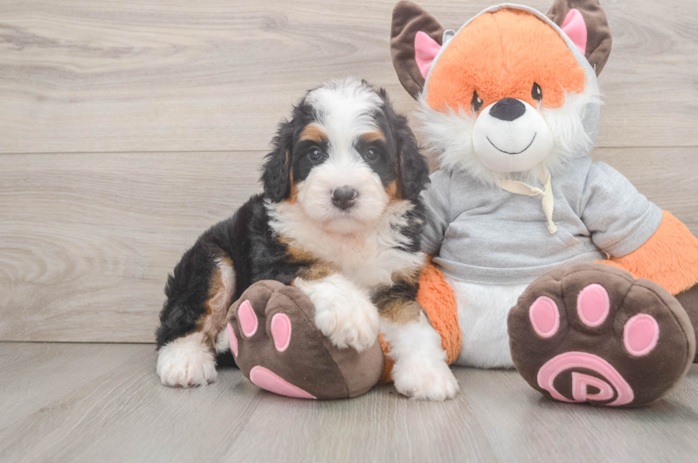 5 week old Mini Bernedoodle Puppy For Sale - Simply Southern Pups