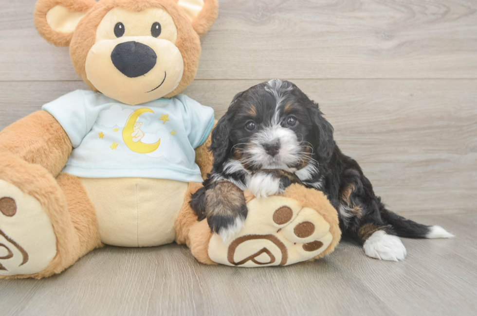 5 week old Mini Bernedoodle Puppy For Sale - Simply Southern Pups