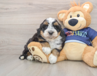 7 week old Mini Bernedoodle Puppy For Sale - Simply Southern Pups