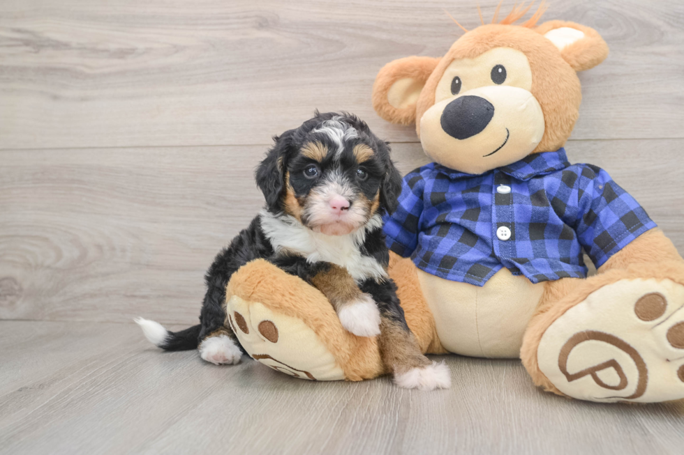 Petite Mini Bernedoodle Poodle Mix Pup