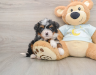 8 week old Mini Bernedoodle Puppy For Sale - Simply Southern Pups