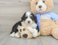 7 week old Mini Bernedoodle Puppy For Sale - Simply Southern Pups