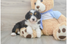 Small Mini Bernedoodle Baby