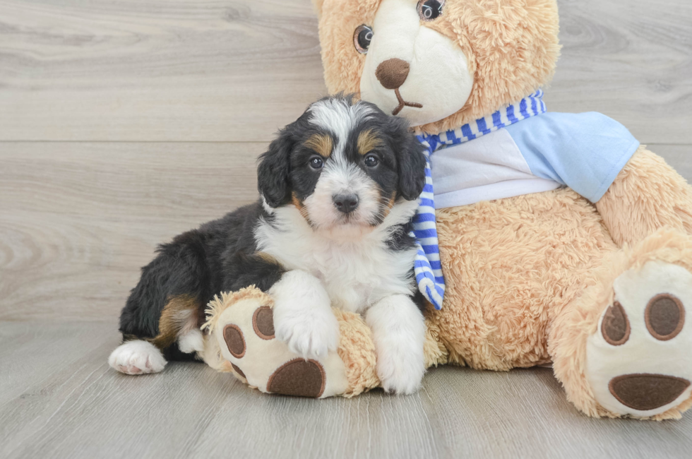 5 week old Mini Bernedoodle Puppy For Sale - Simply Southern Pups