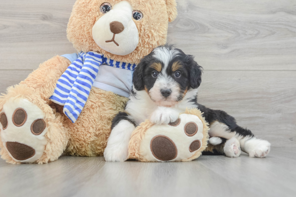 Popular Mini Bernedoodle Poodle Mix Pup