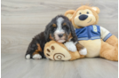 Mini Bernedoodle Puppy for Adoption