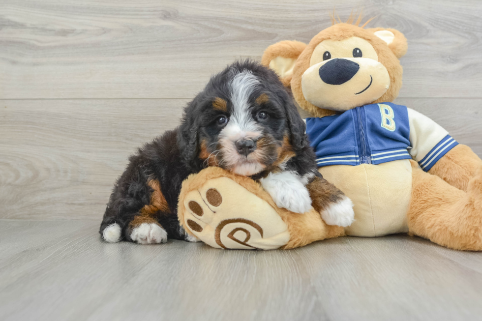 Mini Bernedoodle Puppy for Adoption