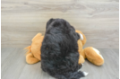 Mini Bernedoodle Puppy for Adoption