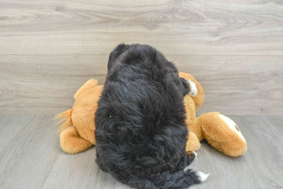 Mini Bernedoodle Puppy for Adoption