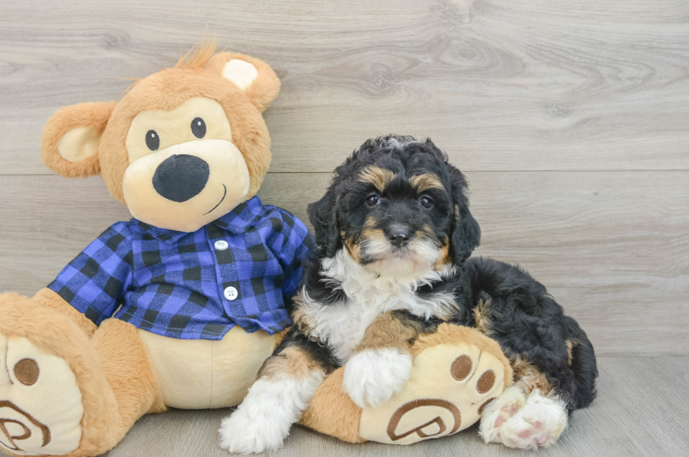 6 week old Mini Bernedoodle Puppy For Sale - Simply Southern Pups