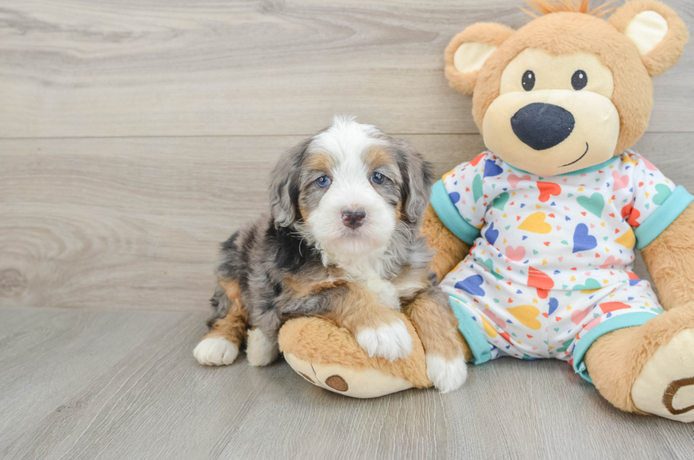 5 week old Mini Bernedoodle Puppy For Sale - Simply Southern Pups