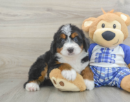 5 week old Mini Bernedoodle Puppy For Sale - Simply Southern Pups