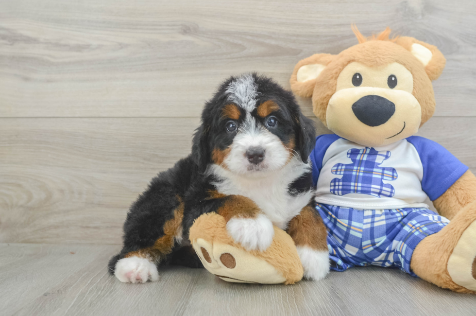 5 week old Mini Bernedoodle Puppy For Sale - Simply Southern Pups