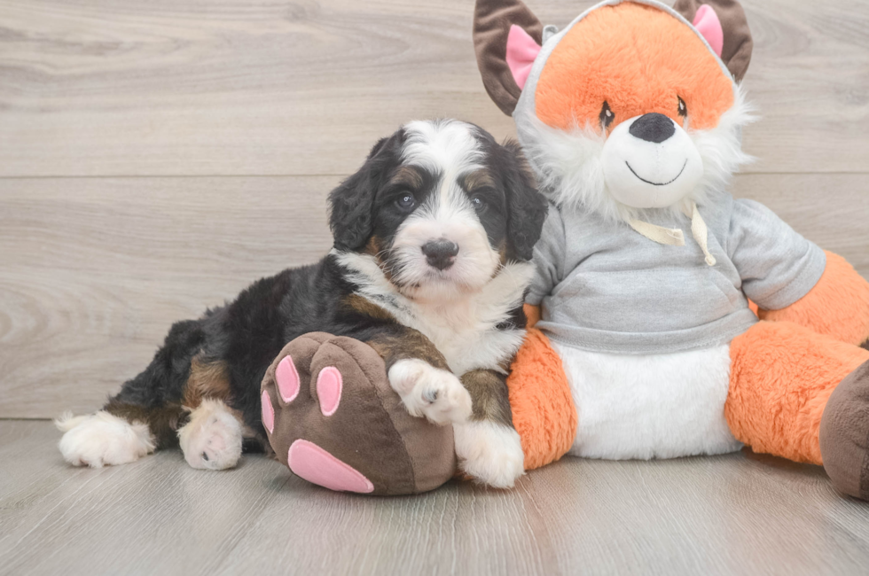 5 week old Mini Bernedoodle Puppy For Sale - Simply Southern Pups