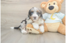 Fluffy Mini Bernedoodle Poodle Mix Pup