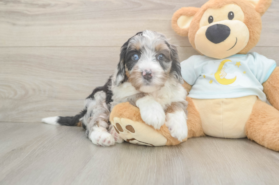 5 week old Mini Bernedoodle Puppy For Sale - Simply Southern Pups