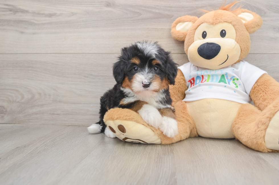 5 week old Mini Bernedoodle Puppy For Sale - Simply Southern Pups