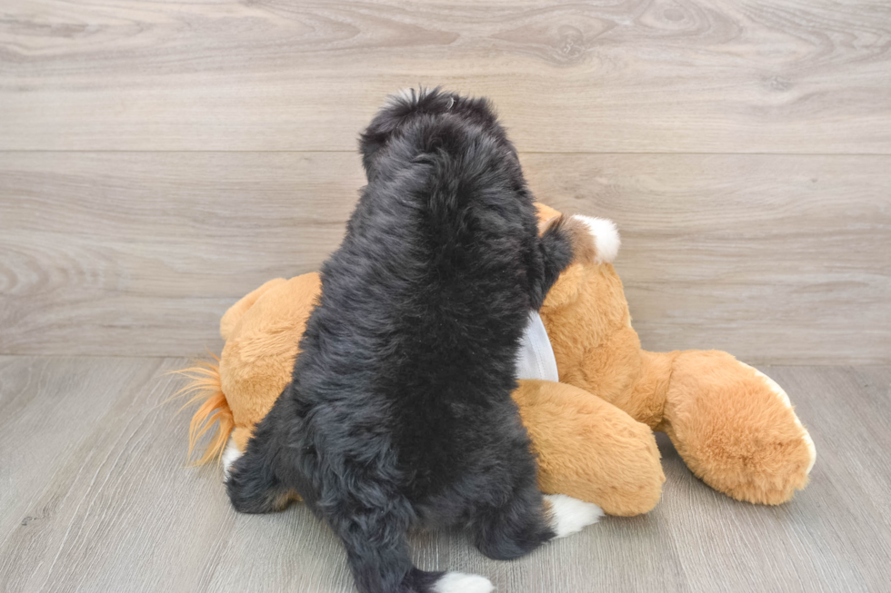 Small Mini Bernedoodle Baby