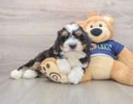 7 week old Mini Bernedoodle Puppy For Sale - Simply Southern Pups