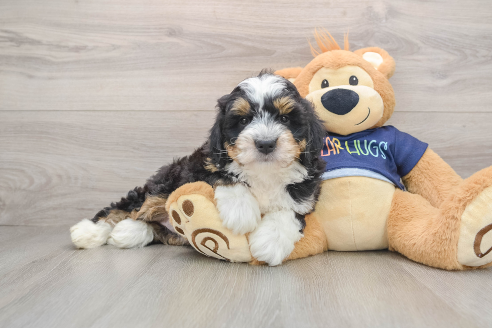 Mini Bernedoodle Pup Being Cute