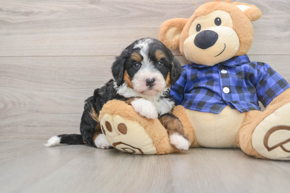 Funny Mini Bernedoodle Poodle Mix Pup