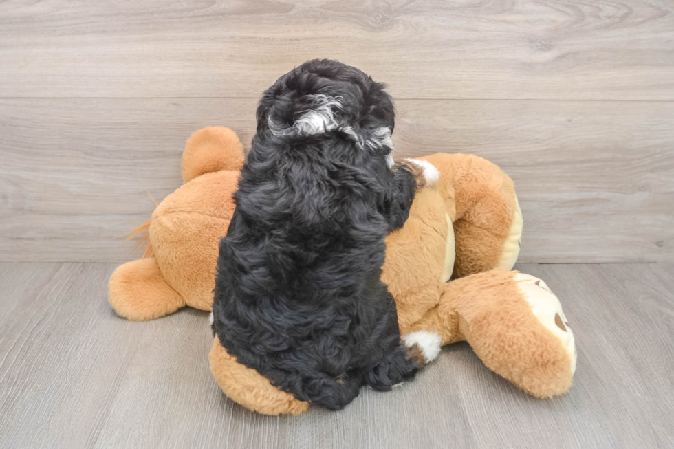 Hypoallergenic Mini Bernese Poodle Poodle Mix Puppy