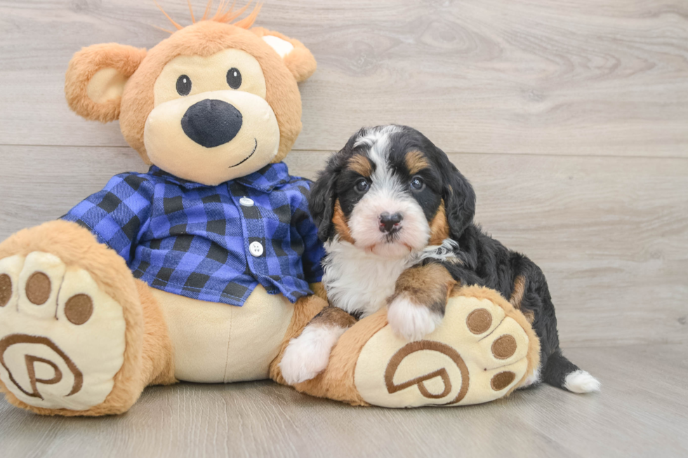 Mini Bernedoodle Puppy for Adoption