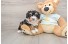 Mini Bernedoodle Pup Being Cute