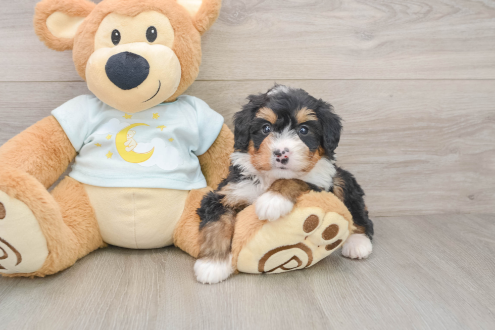 Mini Bernedoodle Pup Being Cute