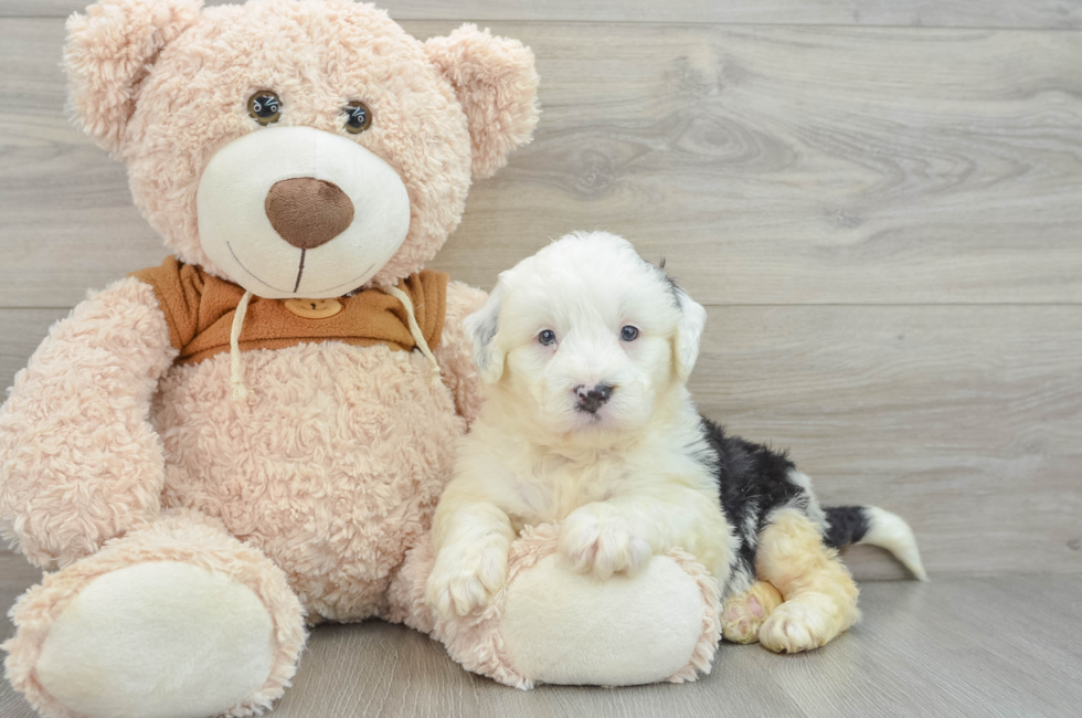 6 week old Mini Bernedoodle Puppy For Sale - Simply Southern Pups