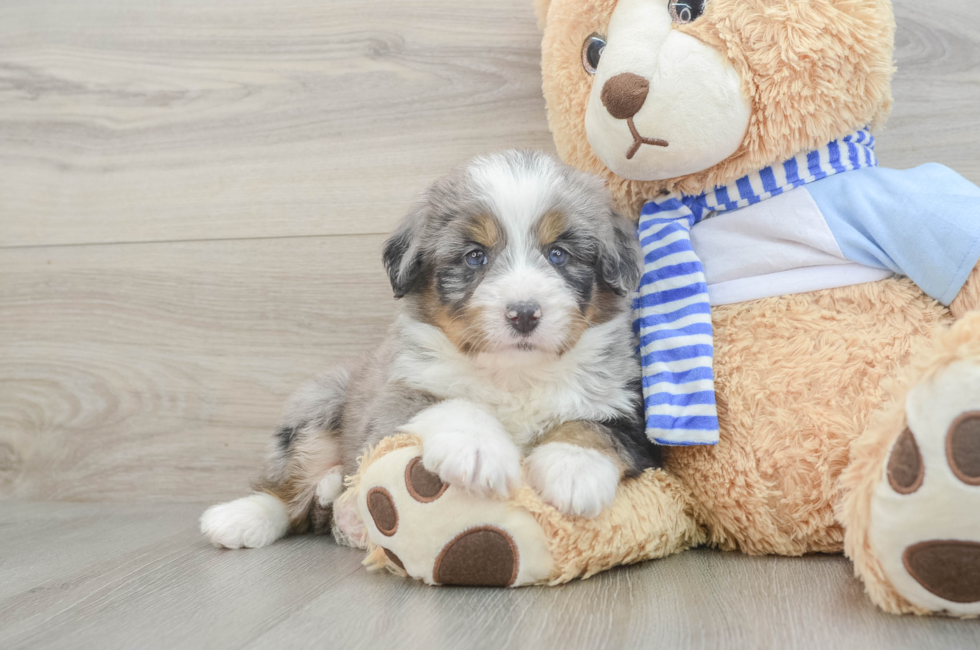 5 week old Mini Bernedoodle Puppy For Sale - Simply Southern Pups