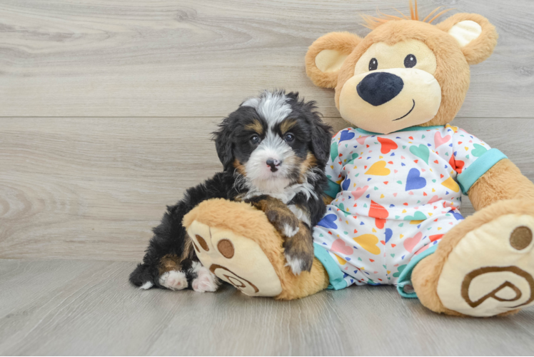 Cute Mini Bernedoodle Baby