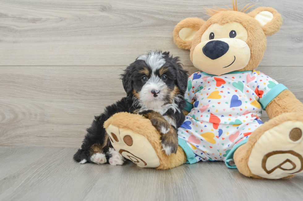 6 week old Mini Bernedoodle Puppy For Sale - Simply Southern Pups