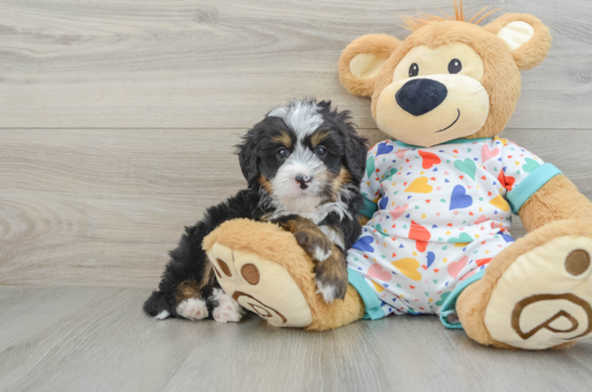 Cute Mini Bernedoodle Baby