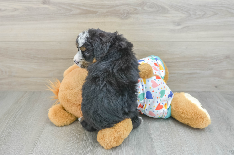 Popular Mini Bernedoodle Poodle Mix Pup