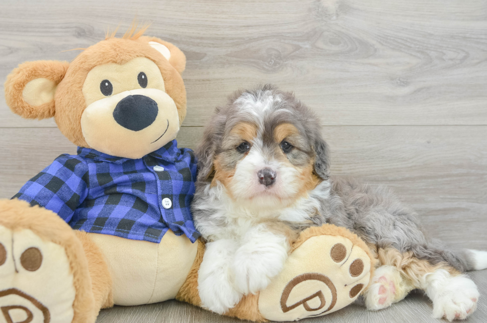 6 week old Mini Bernedoodle Puppy For Sale - Simply Southern Pups