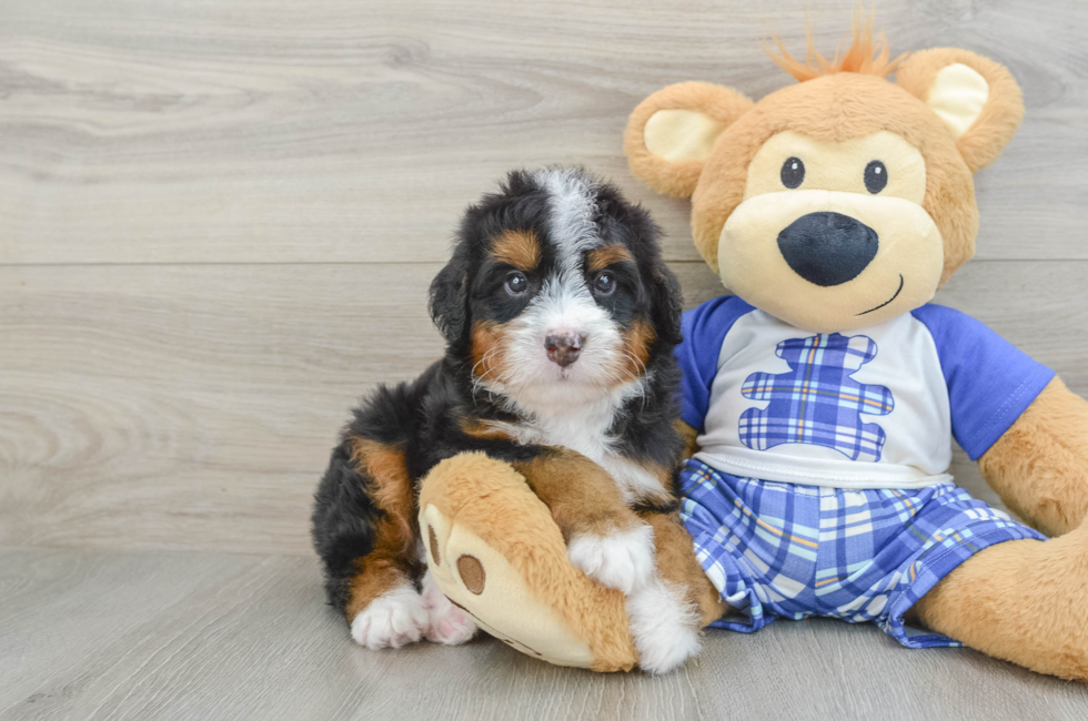 6 week old Mini Bernedoodle Puppy For Sale - Simply Southern Pups