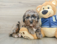 5 week old Mini Bernedoodle Puppy For Sale - Simply Southern Pups