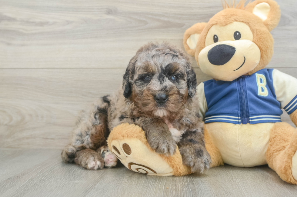 5 week old Mini Bernedoodle Puppy For Sale - Simply Southern Pups