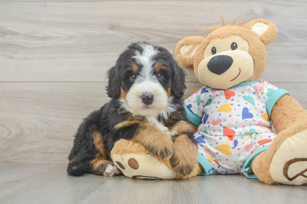 Mini Bernedoodle Puppy for Adoption