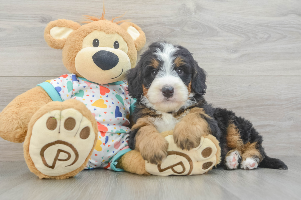 6 week old Mini Bernedoodle Puppy For Sale - Simply Southern Pups
