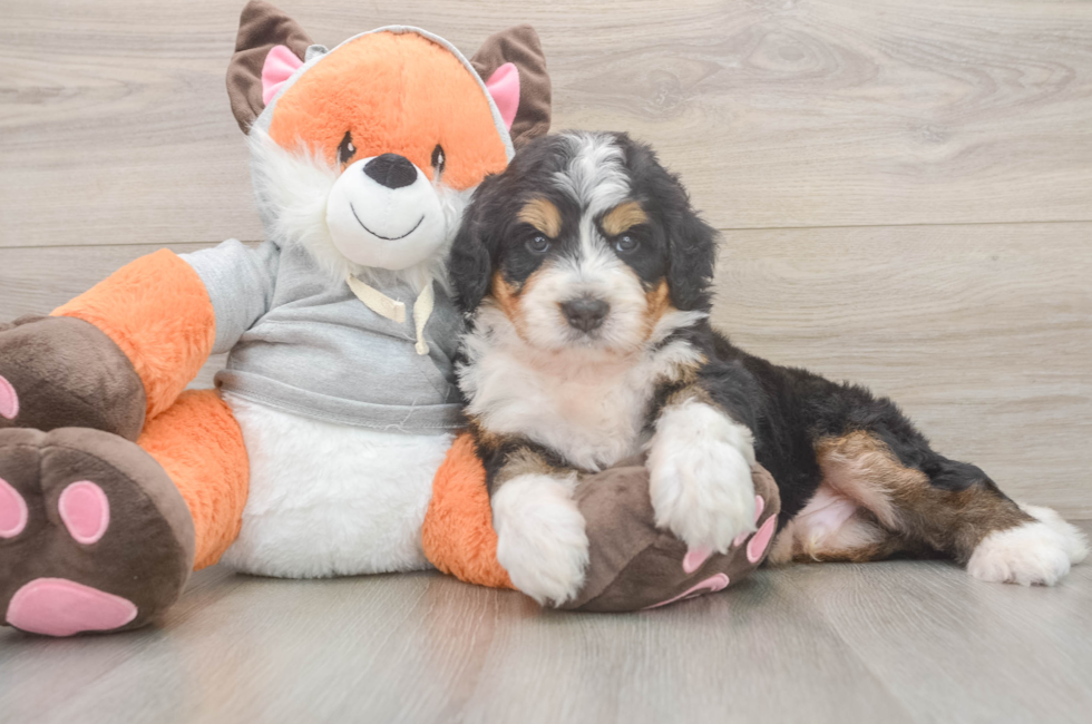 5 week old Mini Bernedoodle Puppy For Sale - Simply Southern Pups