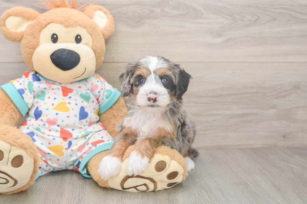 5 week old Mini Bernedoodle Puppy For Sale - Simply Southern Pups