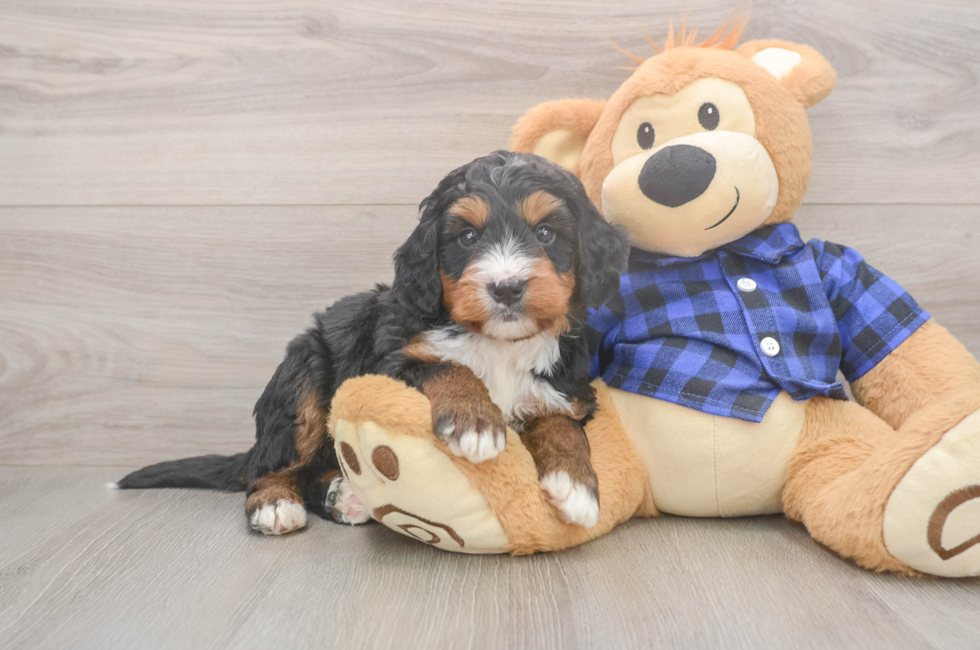 5 week old Mini Bernedoodle Puppy For Sale - Simply Southern Pups