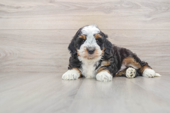 Best Mini Bernedoodle Baby