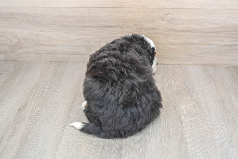 Mini Bernedoodle Puppy for Adoption