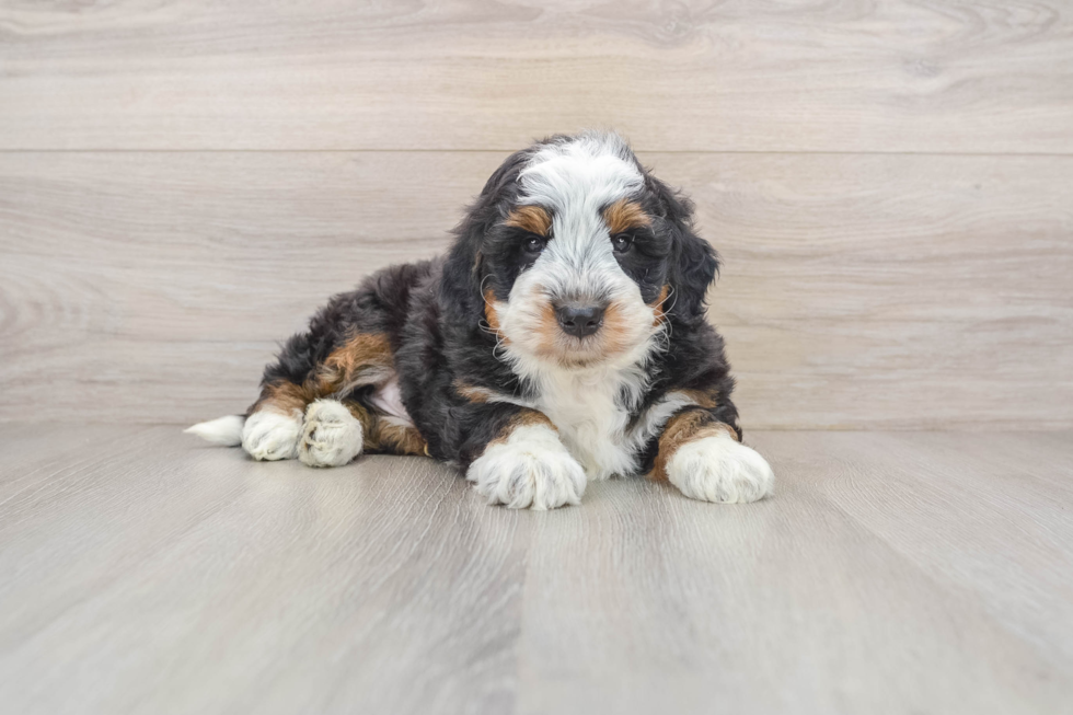 Cute Mini Bernedoodle Baby