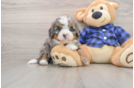 Mini Bernedoodle Puppy for Adoption