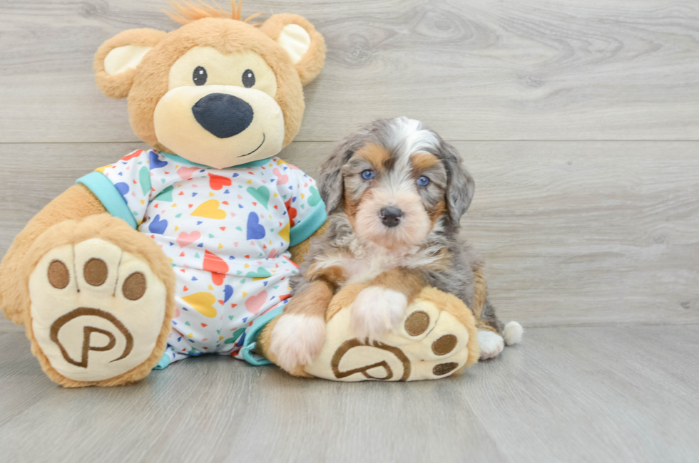 6 week old Mini Bernedoodle Puppy For Sale - Simply Southern Pups