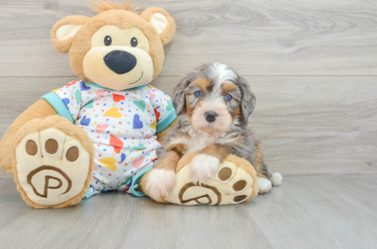 Fluffy Mini Bernedoodle Poodle Mix Pup